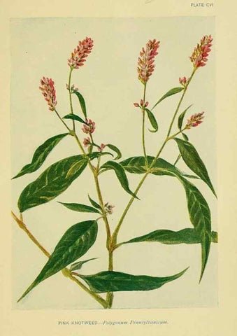 Reproducción/Reproduction 7248361020: How to know the wild flowers :. New York :Scribner's,1893.