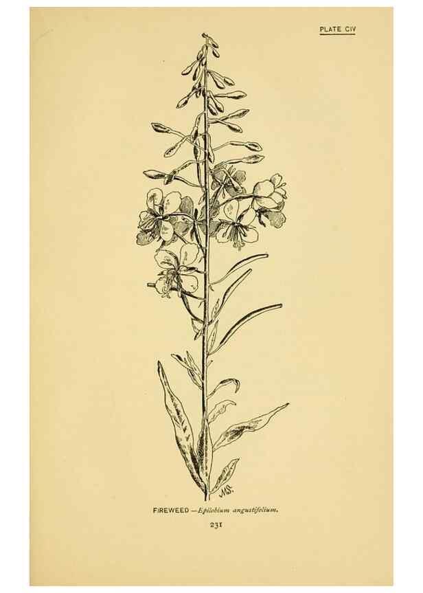 Reproducción/Reproduction 7248360282: How to know the wild flowers :. New York :Scribner's,1893.