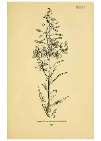 Reproducción/Reproduction 7248360282: How to know the wild flowers :. New York :Scribner's,1893.