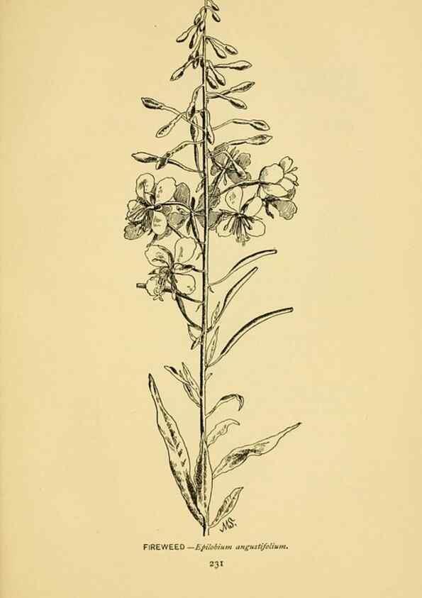 Reproducción/Reproduction 7248360282: How to know the wild flowers :. New York :Scribner's,1893.