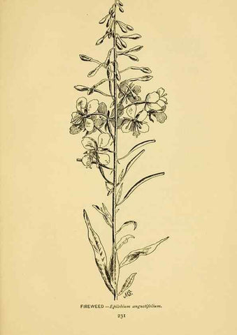 Reproducción/Reproduction 7248360282: How to know the wild flowers :. New York :Scribner's,1893.
