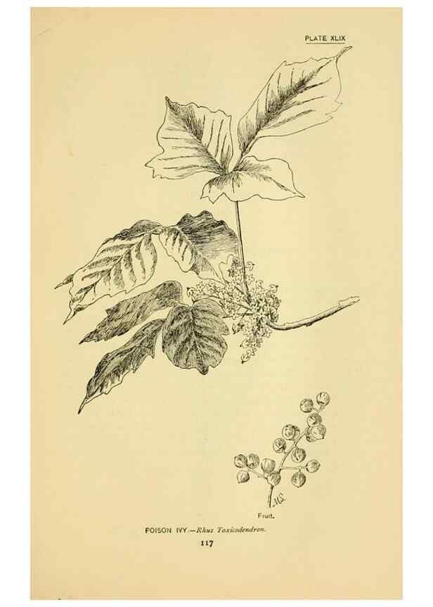 Reproducción/Reproduction 7248330830: How to know the wild flowers :. New York :Scribner's,1893.