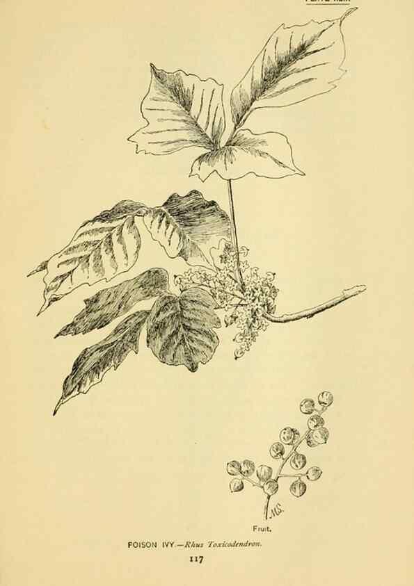 Reproducción/Reproduction 7248330830: How to know the wild flowers :. New York :Scribner's,1893.