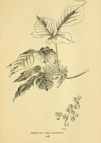 Reproducción/Reproduction 7248330830: How to know the wild flowers :. New York :Scribner's,1893.