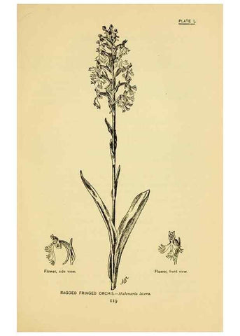 Reproducción/Reproduction 7248331320: How to know the wild flowers :. New York :Scribner's,1893.