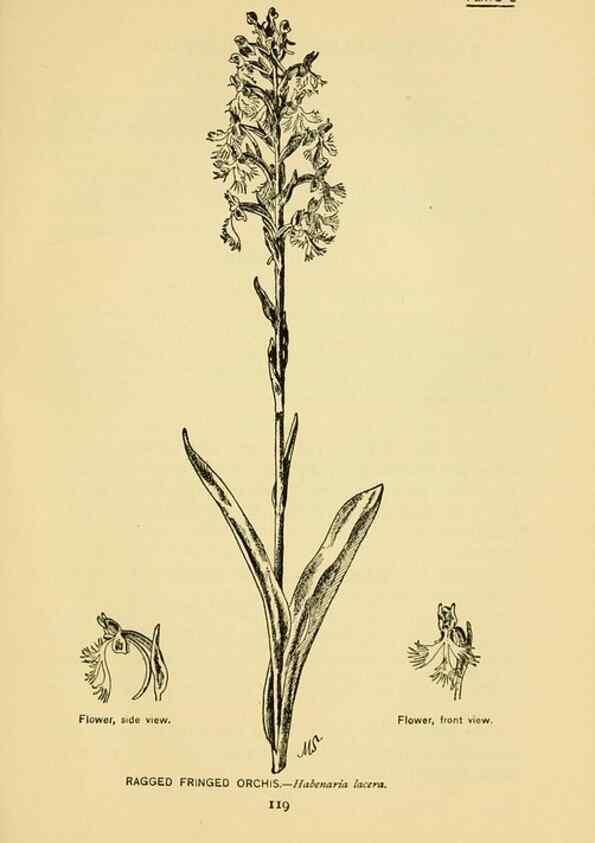 Reproducción/Reproduction 7248331320: How to know the wild flowers :. New York :Scribner's,1893.