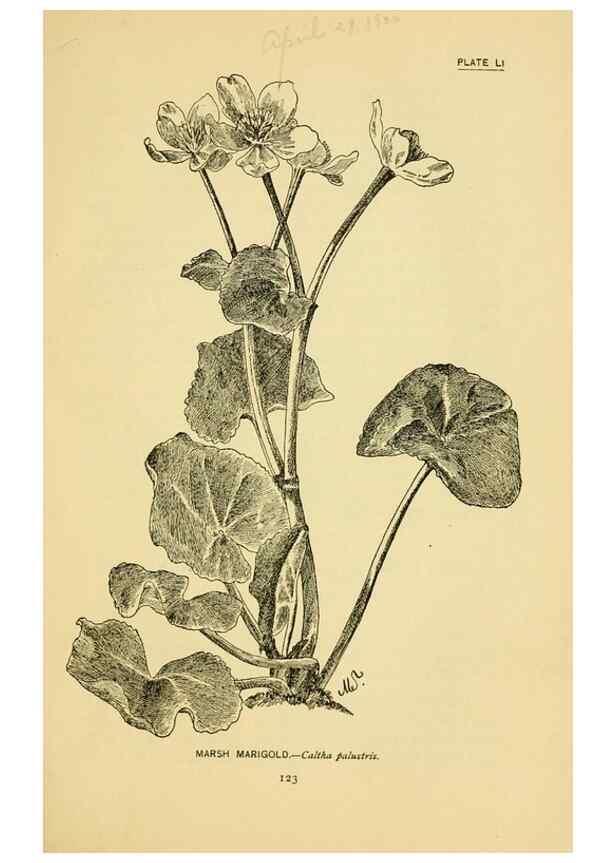 Reproducción/Reproduction 7248331800: How to know the wild flowers :. New York :Scribner's,1893.
