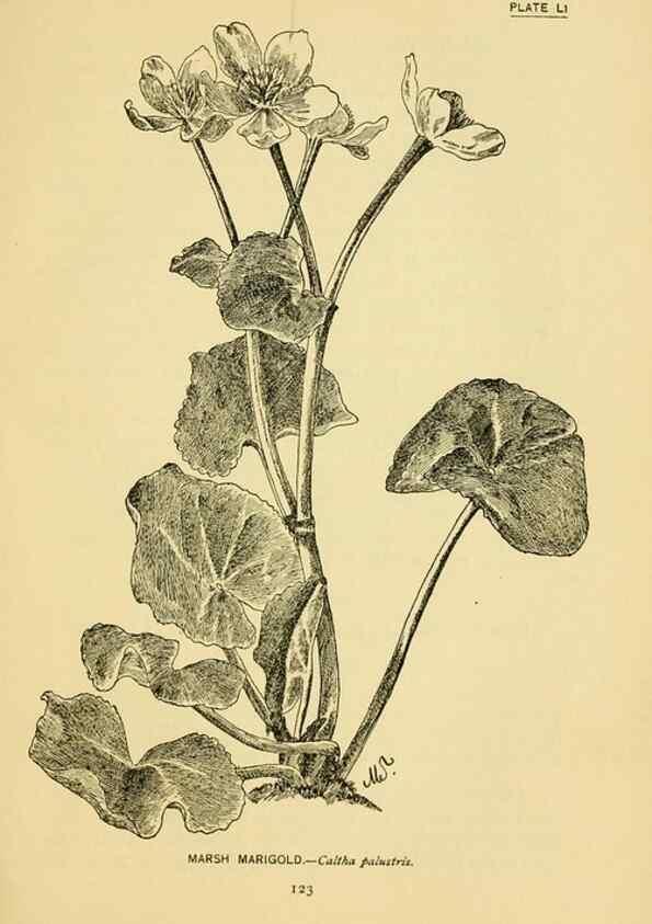 Reproducción/Reproduction 7248331800: How to know the wild flowers :. New York :Scribner's,1893.