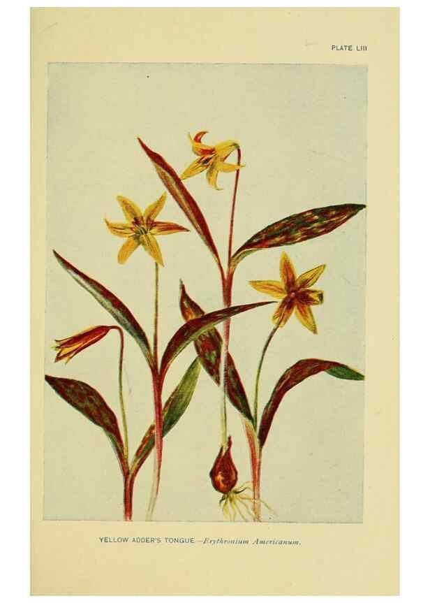 Reproducción/Reproduction 7248333014: How to know the wild flowers :. New York :Scribner's,1893.
