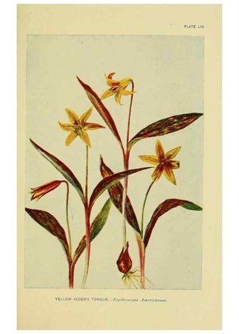 Reproducción/Reproduction 7248333014: How to know the wild flowers :. New York :Scribner's,1893.