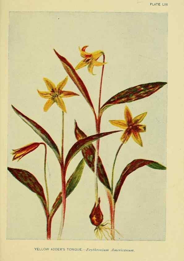 Reproducción/Reproduction 7248333014: How to know the wild flowers :. New York :Scribner's,1893.