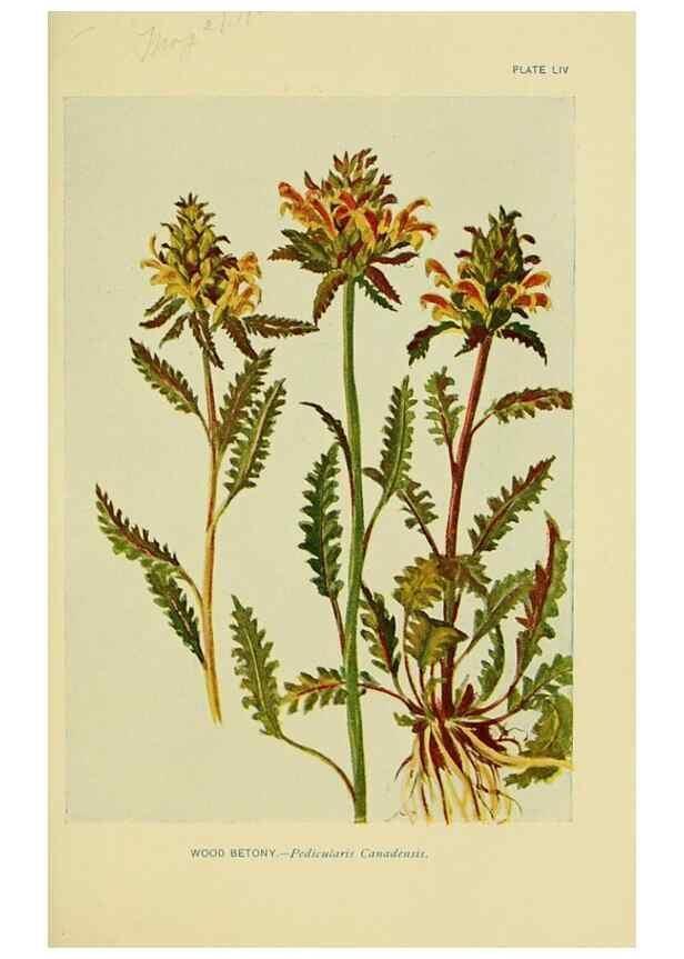 Reproducción/Reproduction 7248333566: How to know the wild flowers :. New York :Scribner's,1893.