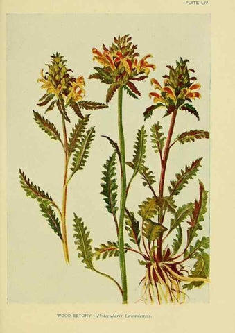 Reproducción/Reproduction 7248333566: How to know the wild flowers :. New York :Scribner's,1893.