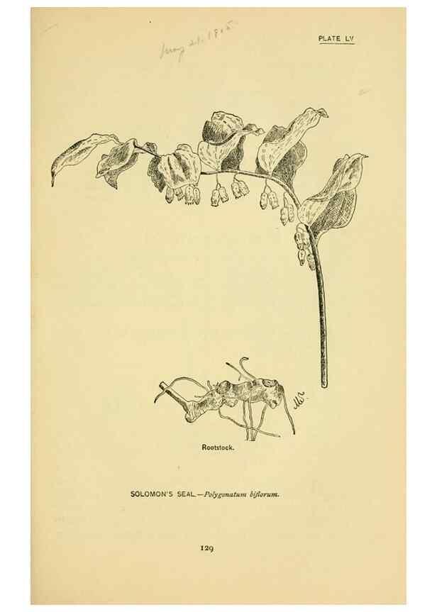 Reproducción/Reproduction 7248334110: How to know the wild flowers :. New York :Scribner's,1893.