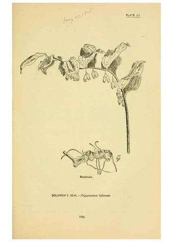 Reproducción/Reproduction 7248334110: How to know the wild flowers :. New York :Scribner's,1893.