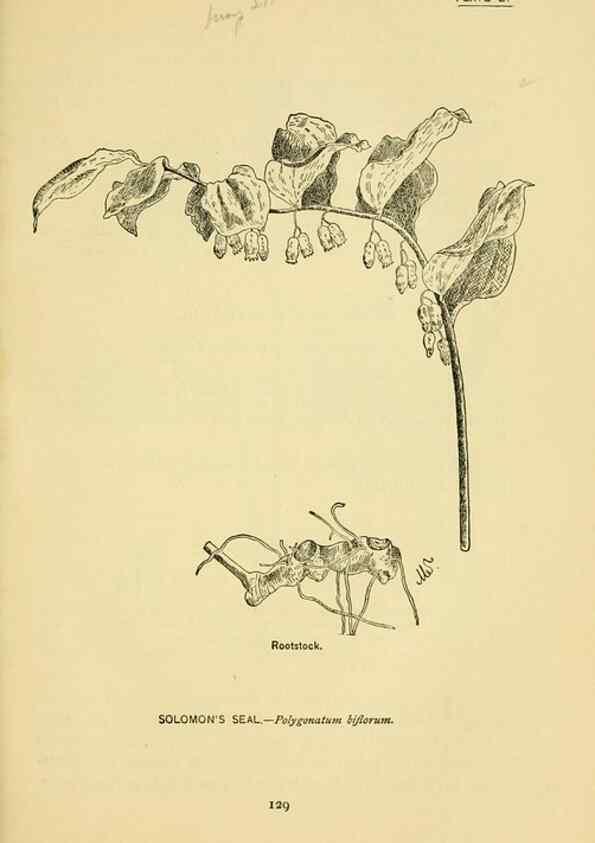 Reproducción/Reproduction 7248334110: How to know the wild flowers :. New York :Scribner's,1893.