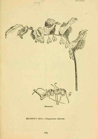 Reproducción/Reproduction 7248334110: How to know the wild flowers :. New York :Scribner's,1893.