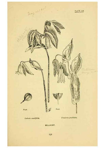 Reproducción/Reproduction 7248334636: How to know the wild flowers :. New York :Scribner's,1893.