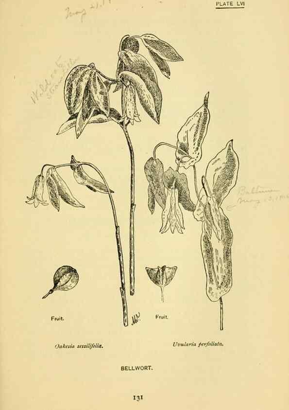 Reproducción/Reproduction 7248334636: How to know the wild flowers :. New York :Scribner's,1893.