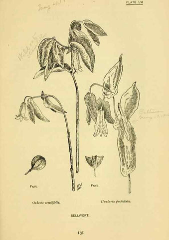 Reproducción/Reproduction 7248334636: How to know the wild flowers :. New York :Scribner's,1893.