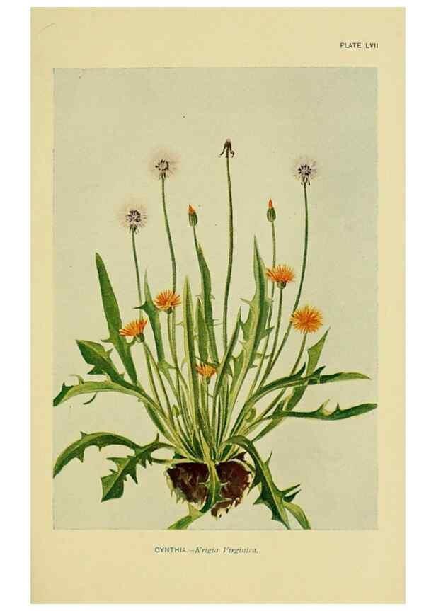 Reproducción/Reproduction 7248335200: How to know the wild flowers :. New York :Scribner's,1893.