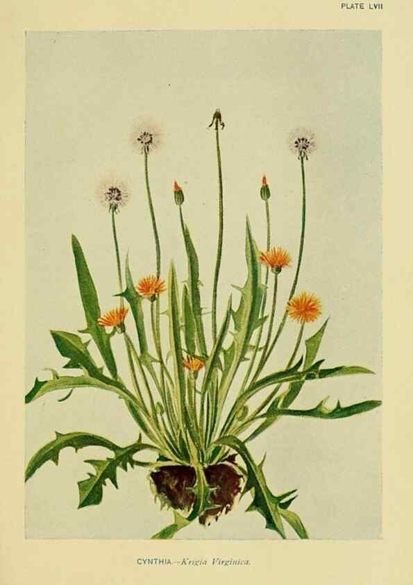 Reproducción/Reproduction 7248335200: How to know the wild flowers :. New York :Scribner's,1893.