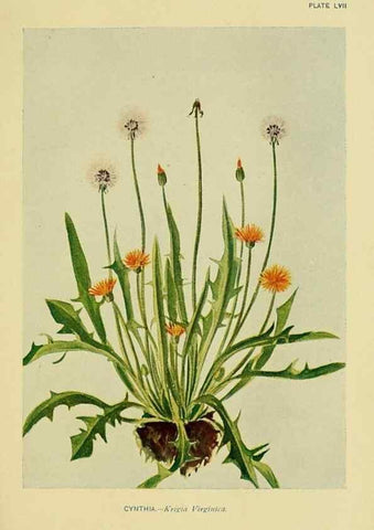 Reproducción/Reproduction 7248335200: How to know the wild flowers :. New York :Scribner's,1893.