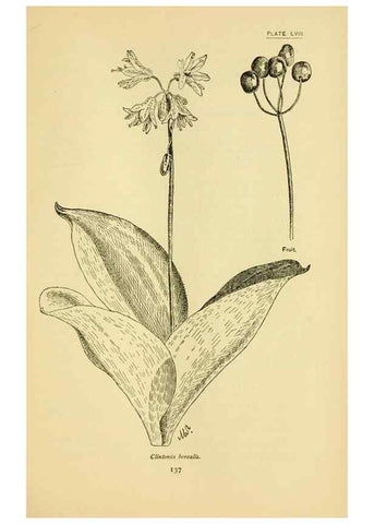 Reproducción/Reproduction 7248335718: How to know the wild flowers :. New York :Scribner's,1893.