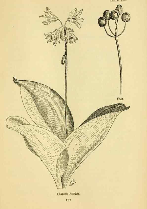 Reproducción/Reproduction 7248335718: How to know the wild flowers :. New York :Scribner's,1893.