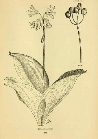 Reproducción/Reproduction 7248335718: How to know the wild flowers :. New York :Scribner's,1893.