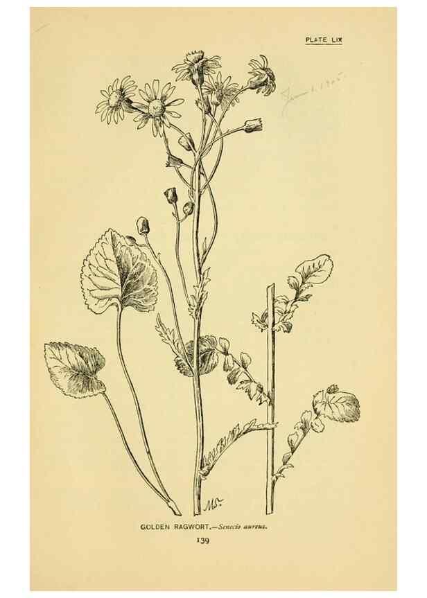 Reproducción/Reproduction 7248336130: How to know the wild flowers :. New York :Scribner's,1893.