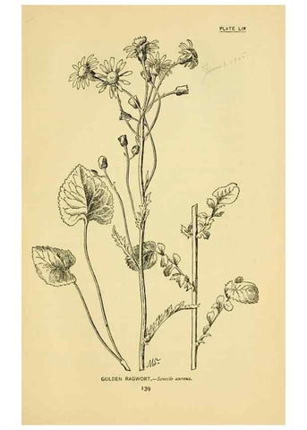 Reproducción/Reproduction 7248336130: How to know the wild flowers :. New York :Scribner's,1893.