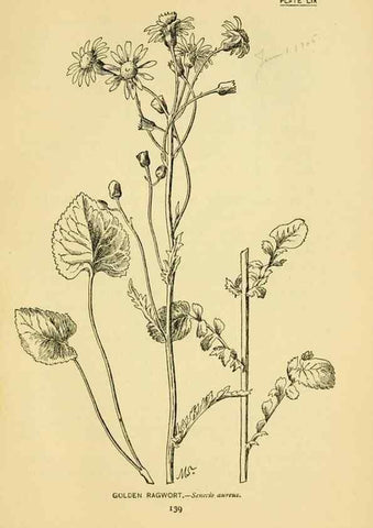 Reproducción/Reproduction 7248336130: How to know the wild flowers :. New York :Scribner's,1893.