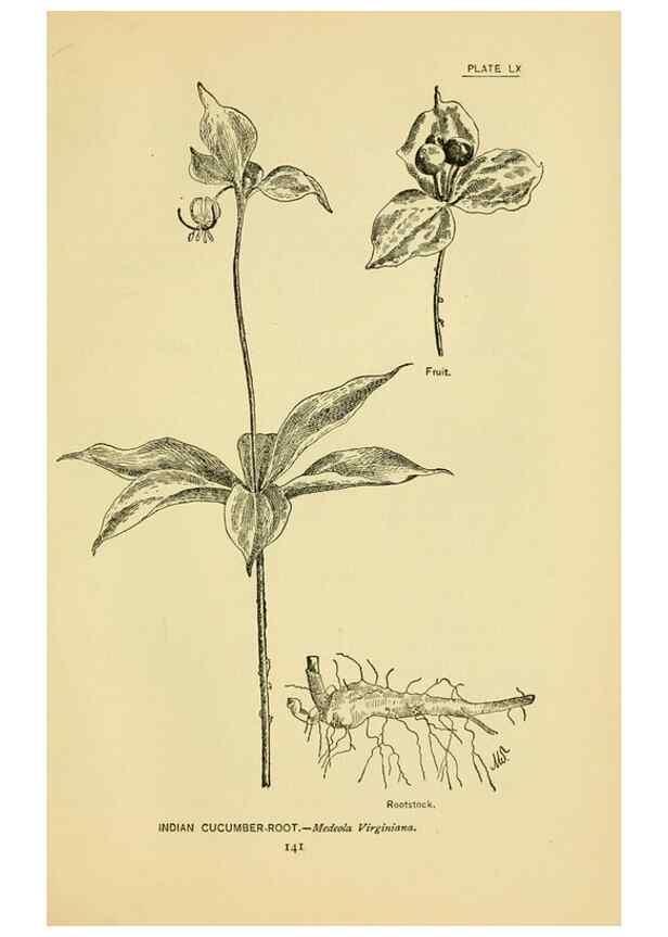Reproducción/Reproduction 7248336590: How to know the wild flowers :. New York :Scribner's,1893.