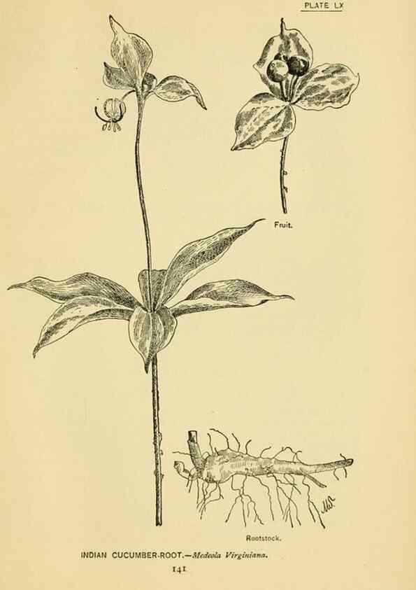 Reproducción/Reproduction 7248336590: How to know the wild flowers :. New York :Scribner's,1893.