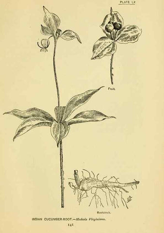 Reproducción/Reproduction 7248336590: How to know the wild flowers :. New York :Scribner's,1893.