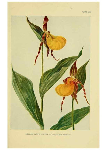 Reproducción/Reproduction 7248337056: How to know the wild flowers :. New York :Scribner's,1893.