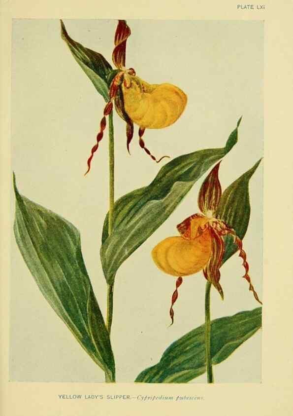 Reproducción/Reproduction 7248337056: How to know the wild flowers :. New York :Scribner's,1893.