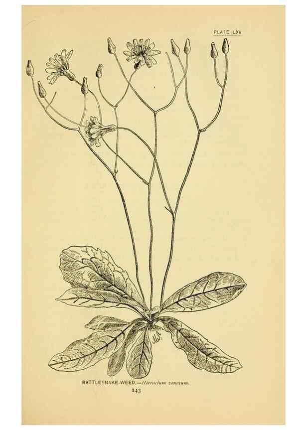 Reproducción/Reproduction 7248337640: How to know the wild flowers :. New York :Scribner's,1893.