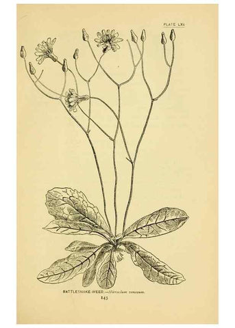 Reproducción/Reproduction 7248337640: How to know the wild flowers :. New York :Scribner's,1893.