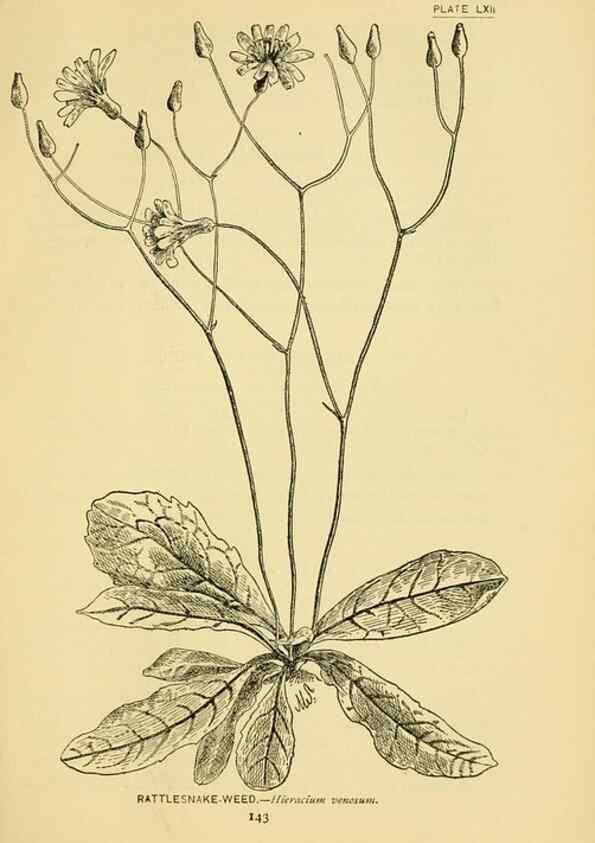 Reproducción/Reproduction 7248337640: How to know the wild flowers :. New York :Scribner's,1893.