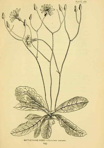 Reproducción/Reproduction 7248337640: How to know the wild flowers :. New York :Scribner's,1893.