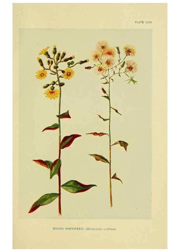 Reproducción/Reproduction 7248338398: How to know the wild flowers :. New York :Scribner's,1893.