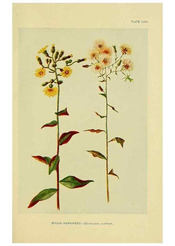Reproducción/Reproduction 7248338398: How to know the wild flowers :. New York :Scribner's,1893.
