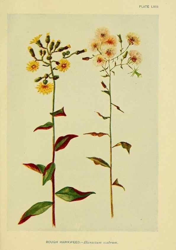 Reproducción/Reproduction 7248338398: How to know the wild flowers :. New York :Scribner's,1893.