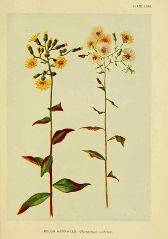 Reproducción/Reproduction 7248338398: How to know the wild flowers :. New York :Scribner's,1893.
