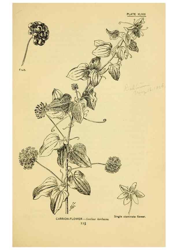 Reproducción/Reproduction 7248330188: How to know the wild flowers :. New York :Scribner's,1893.