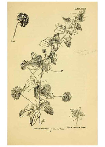 Reproducción/Reproduction 7248330188: How to know the wild flowers :. New York :Scribner's,1893.