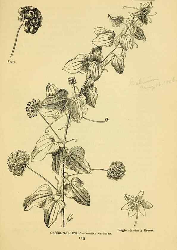 Reproducción/Reproduction 7248330188: How to know the wild flowers :. New York :Scribner's,1893.