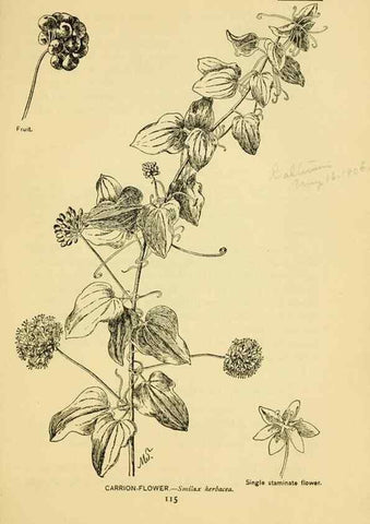 Reproducción/Reproduction 7248330188: How to know the wild flowers :. New York :Scribner's,1893.
